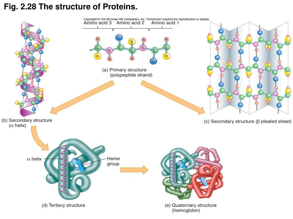 Cantid de proteina cetosis